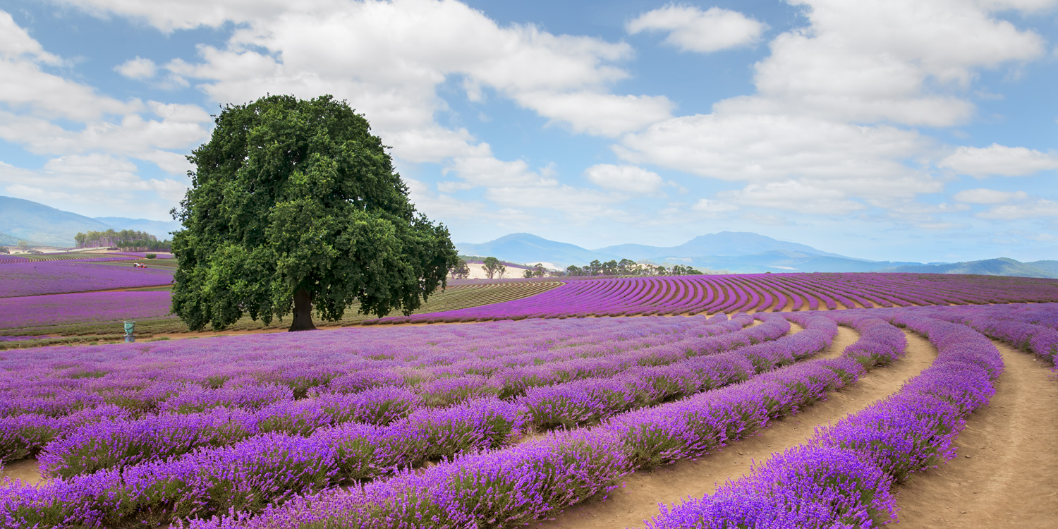 Lavender Farm in full bloom, Bridestowe Lavender Estate, Tasmania Australia.