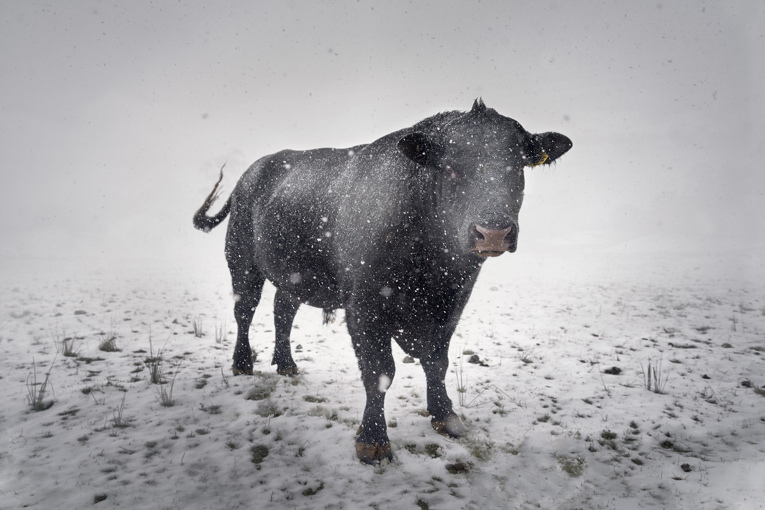 Lonely bull standing in a snow covered field during a storm, Blue Mountains Australia.