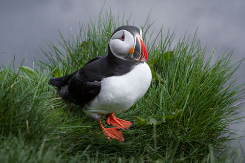 Puffin