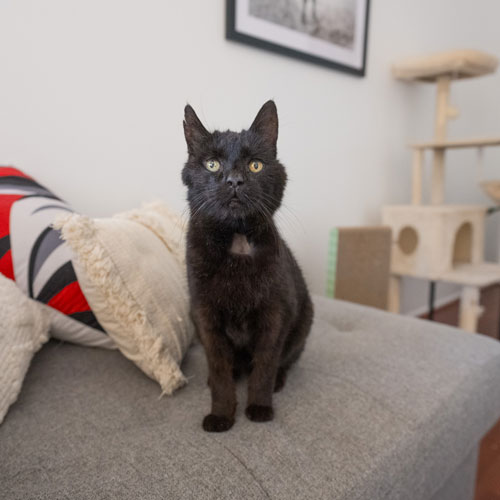 Sooty 1